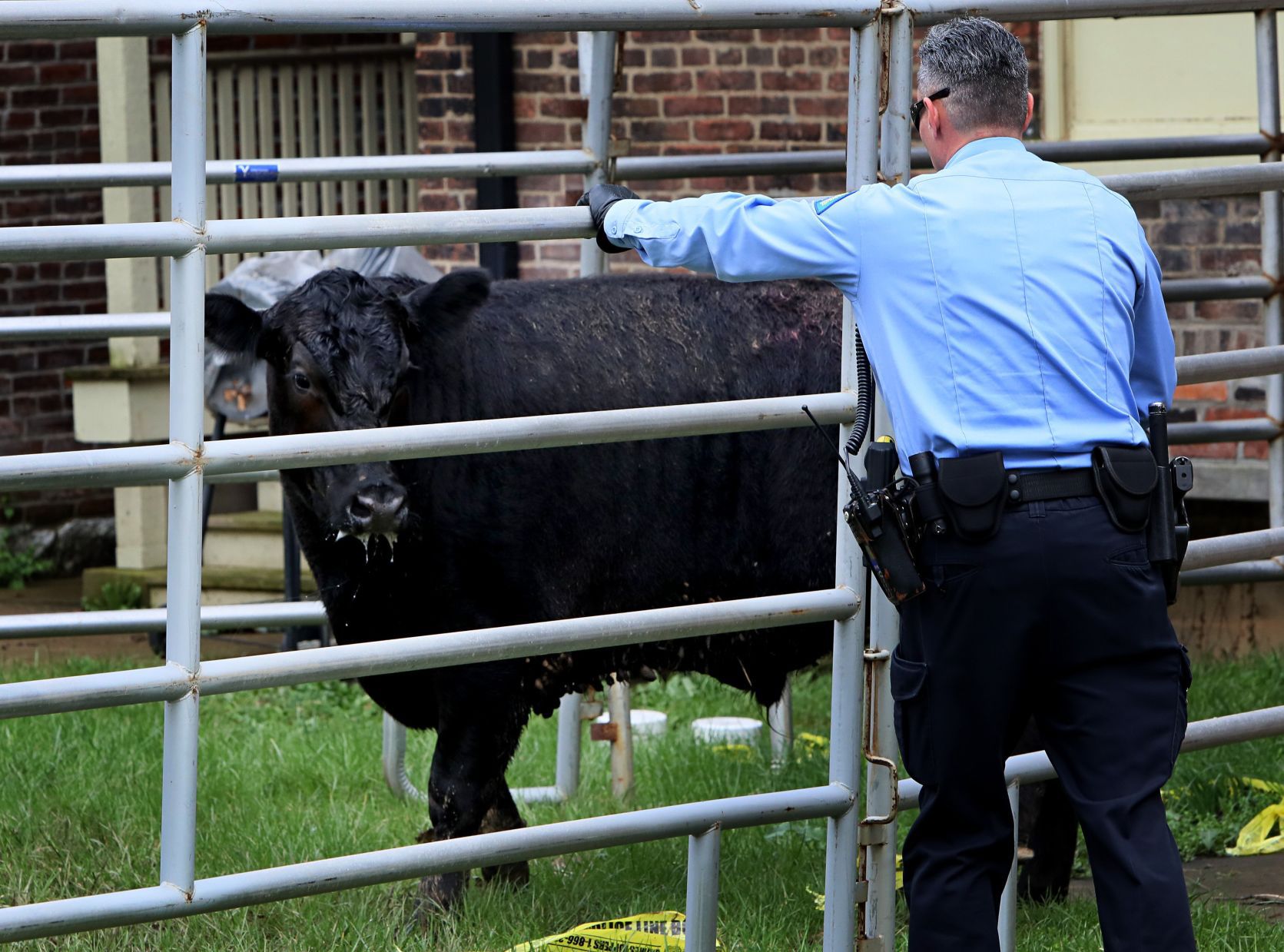 Steers break for freedom, run through streets in St. Louis
